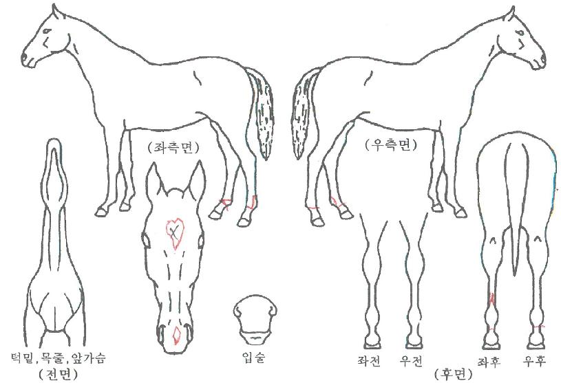 ºí·¢½ºÇǸ´ÀÇ Ãø¸é,¿ì¸é,µÞ¸é,µÎ»ó,´Ù¸®ÀÇ Æ¯Â¡µµÇØ