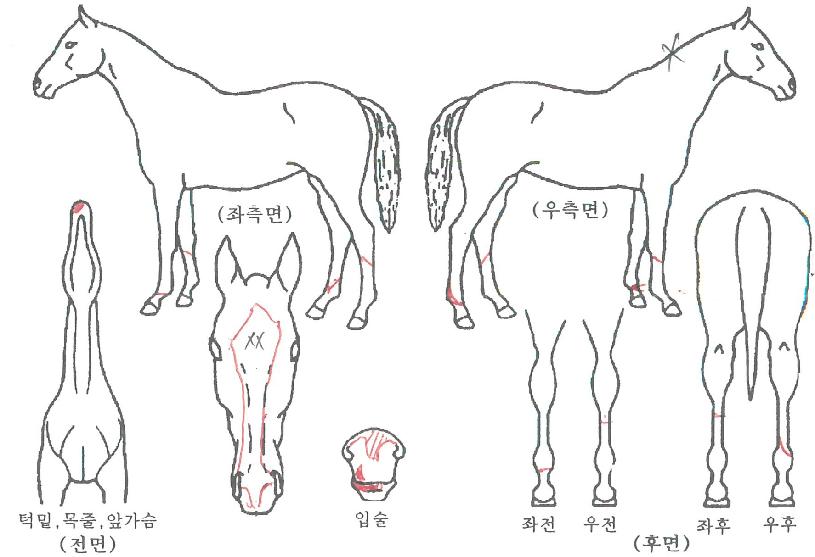 ¾Æ¸à´ÙÀÇ Ãø¸é,¿ì¸é,µÞ¸é,µÎ»ó,´Ù¸®ÀÇ Æ¯Â¡µµÇØ