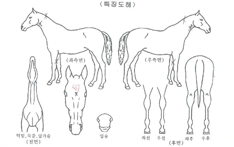 �����Ƽ���� ����,���,�޸�,�λ�,�ٸ��� Ư¡����