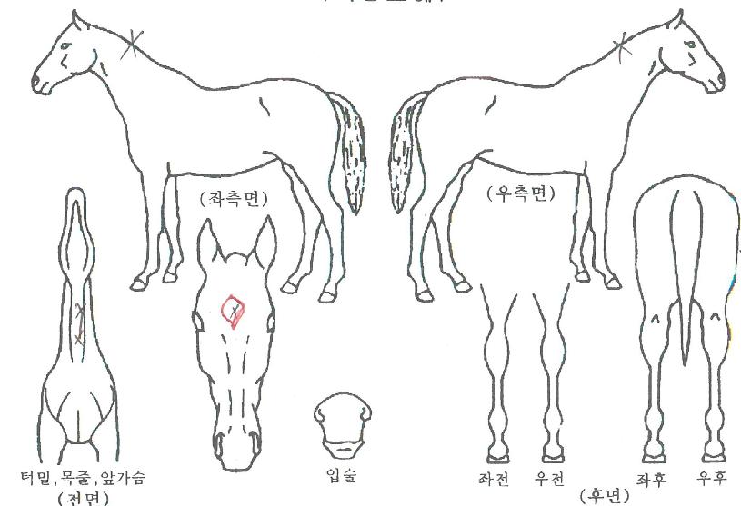 ������Ʈ��Ʈ�� ����,���,�޸�,�λ�,�ٸ��� Ư¡����