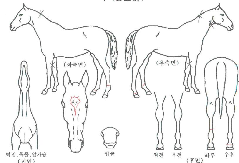 �мǿ��� ����,���,�޸�,�λ�,�ٸ��� Ư¡����