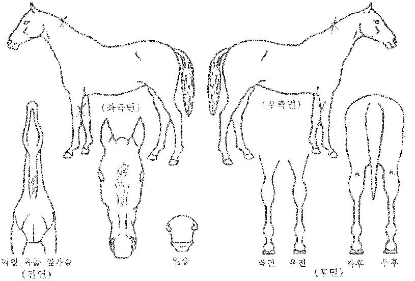 ´ÏÄɽºÆ®¸®Æ®ÀÇ Ãø¸é,¿ì¸é,µÞ¸é,µÎ»ó,´Ù¸®ÀÇ Æ¯Â¡µµÇØ