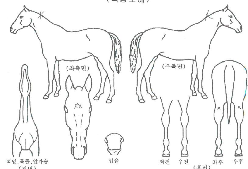 ����������� ����,���,�޸�,�λ�,�ٸ��� Ư¡����