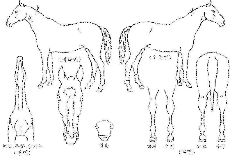 µ¿¹æÁöÁÖÀÇ Ãø¸é,¿ì¸é,µÞ¸é,µÎ»ó,´Ù¸®ÀÇ Æ¯Â¡µµÇØ