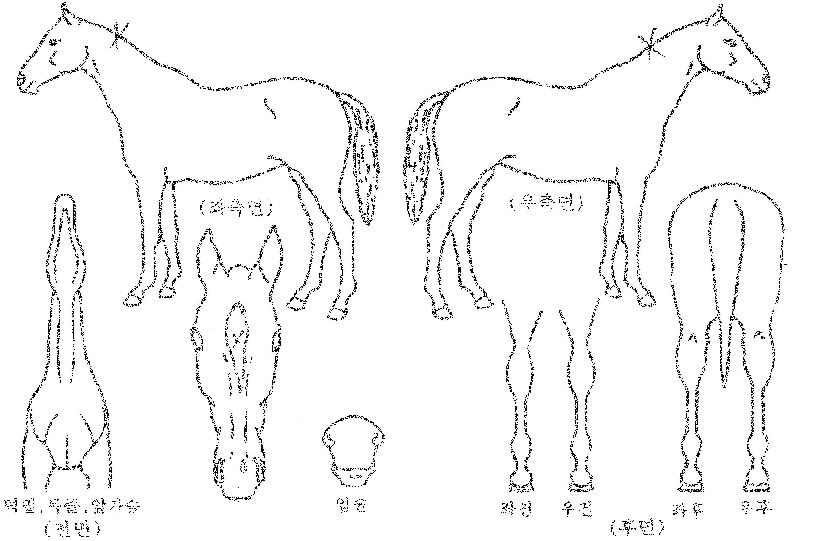 ÅÛÆ÷º§ÀÚ¸¶ÀÇ Ãø¸é,¿ì¸é,µÞ¸é,µÎ»ó,´Ù¸®ÀÇ Æ¯Â¡µµÇØ