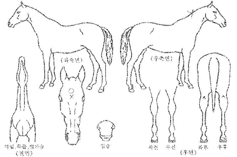 ������������ ����,���,�޸�,�λ�,�ٸ��� Ư¡����