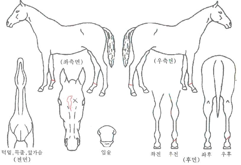ÄÉÀÌ¿øÀÇ Ãø¸é,¿ì¸é,µÞ¸é,µÎ»ó,´Ù¸®ÀÇ Æ¯Â¡µµÇØ