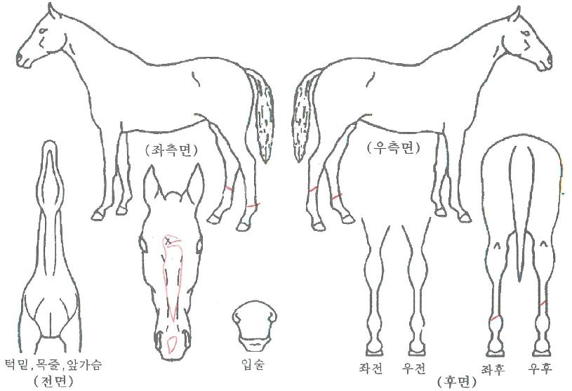 ÀÏ¿©ÇÏ¿©ÀÇ Ãø¸é,¿ì¸é,µÞ¸é,µÎ»ó,´Ù¸®ÀÇ Æ¯Â¡µµÇØ