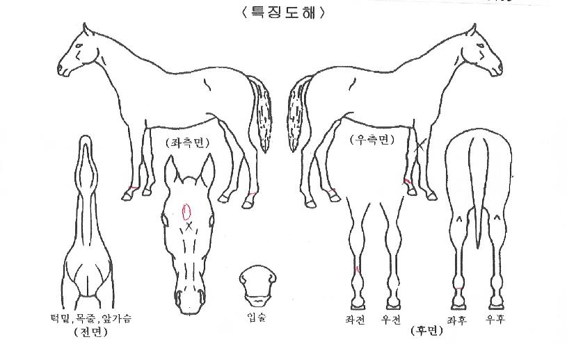 ����ũ�� ����,���,�޸�,�λ�,�ٸ��� Ư¡����