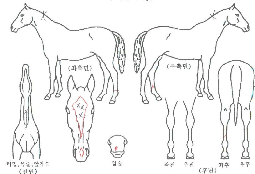 ¿µ±¤ÀǽÃÅ©ÀÇ Ãø¸é,¿ì¸é,µÞ¸é,µÎ»ó,´Ù¸®ÀÇ Æ¯Â¡µµÇØ