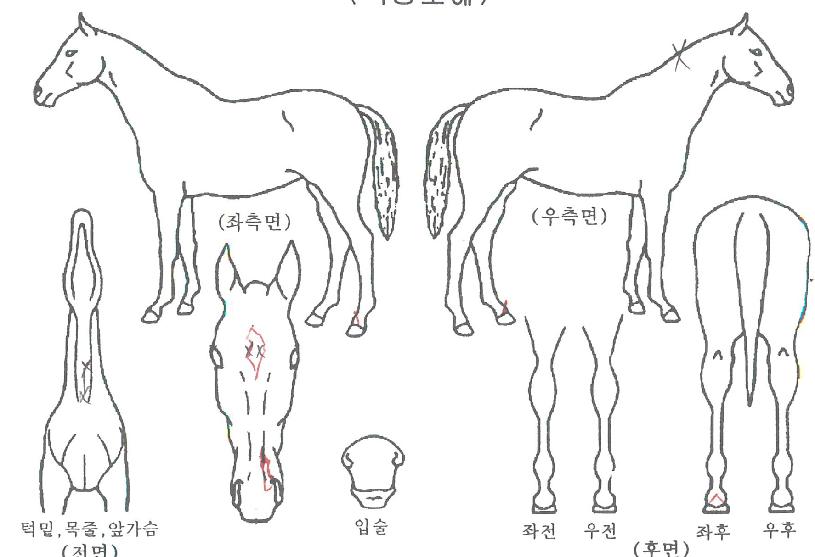 ������ǳ�� ����,���,�޸�,�λ�,�ٸ��� Ư¡����