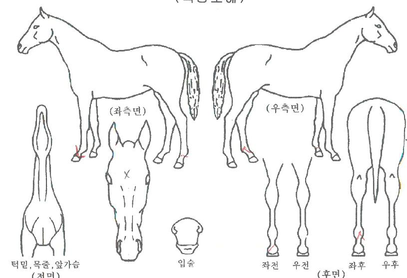 ĸƾÄîÀÇ Ãø¸é,¿ì¸é,µÞ¸é,µÎ»ó,´Ù¸®ÀÇ Æ¯Â¡µµÇØ