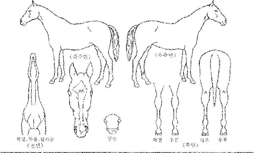 ĳġ������ ����,���,�޸�,�λ�,�ٸ��� Ư¡����