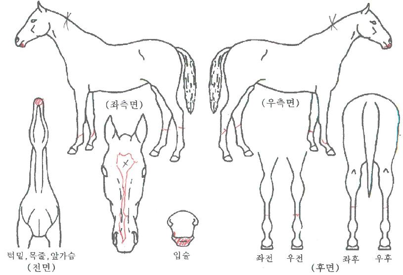 ÆÐ½ºÆ®ÆÐ¼ÇÀÇ Ãø¸é,¿ì¸é,µÞ¸é,µÎ»ó,´Ù¸®ÀÇ Æ¯Â¡µµÇØ