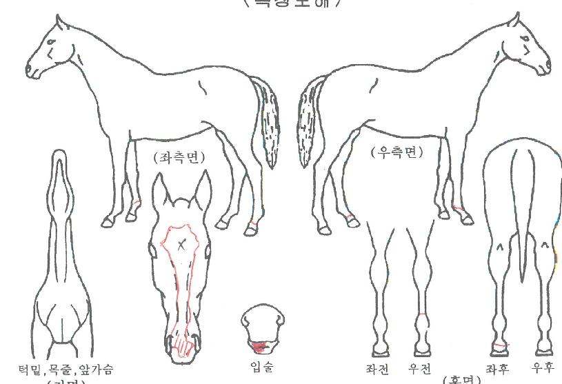 Àεð¾ð¿¡ÄÚÀÇ Ãø¸é,¿ì¸é,µÞ¸é,µÎ»ó,´Ù¸®ÀÇ Æ¯Â¡µµÇØ