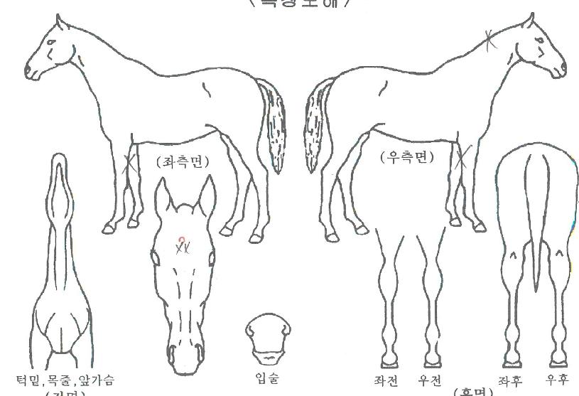 Ȧ¸®¸ùÀÇ Ãø¸é,¿ì¸é,µÞ¸é,µÎ»ó,´Ù¸®ÀÇ Æ¯Â¡µµÇØ