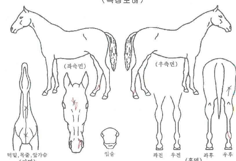 ¶óÀ̾𸮴õÀÇ Ãø¸é,¿ì¸é,µÞ¸é,µÎ»ó,´Ù¸®ÀÇ Æ¯Â¡µµÇØ