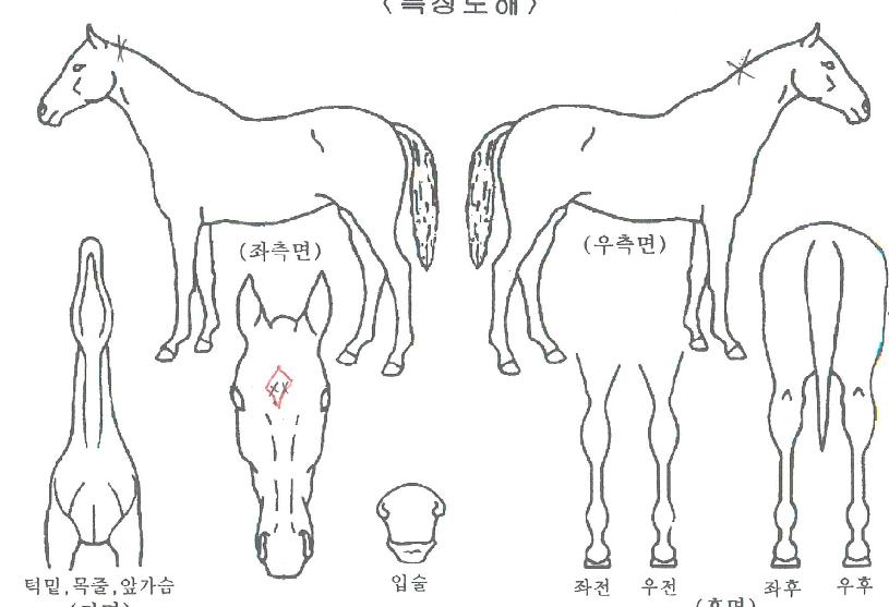 ¹Ì½ºÅÍÄ÷¯ÁîÀÇ Ãø¸é,¿ì¸é,µÞ¸é,µÎ»ó,´Ù¸®ÀÇ Æ¯Â¡µµÇØ