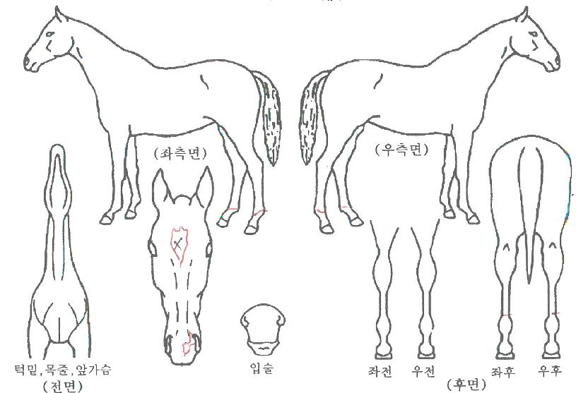 À§´×±Û·Î¸®ÀÚ¸¶ÀÇ Ãø¸é,¿ì¸é,µÞ¸é,µÎ»ó,´Ù¸®ÀÇ Æ¯Â¡µµÇØ