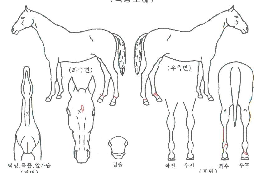 ���ô��� ����,���,�޸�,�λ�,�ٸ��� Ư¡����