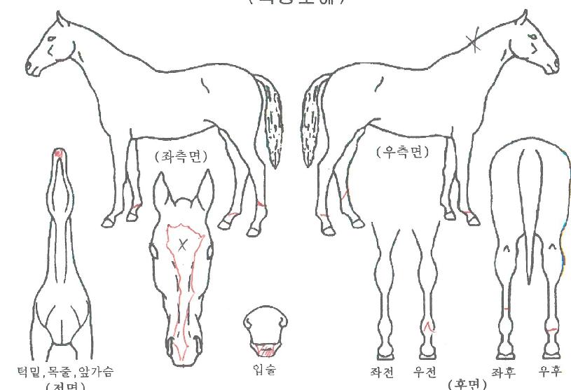 ¾Æ¸§´Ù¿î¼ÒdzÀÇ Ãø¸é,¿ì¸é,µÞ¸é,µÎ»ó,´Ù¸®ÀÇ Æ¯Â¡µµÇØ