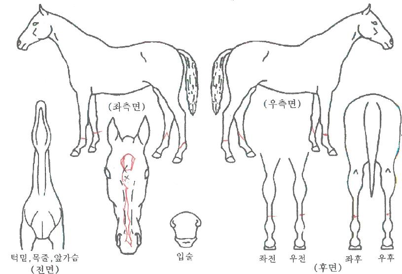 ¾ÆÀÌ¿¥À§³ÊÀÇ Ãø¸é,¿ì¸é,µÞ¸é,µÎ»ó,´Ù¸®ÀÇ Æ¯Â¡µµÇØ