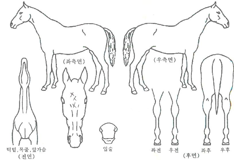 ·¯ºí¸®À§³ÊÀÇ Ãø¸é,¿ì¸é,µÞ¸é,µÎ»ó,´Ù¸®ÀÇ Æ¯Â¡µµÇØ