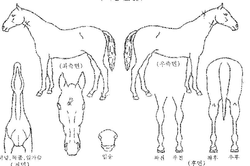 ���ǿ�����ũ�� ����,���,�޸�,�λ�,�ٸ��� Ư¡����