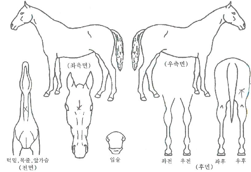 ½ºÇÇµåÆø½ºÀÚ¸¶ÀÇ Ãø¸é,¿ì¸é,µÞ¸é,µÎ»ó,´Ù¸®ÀÇ Æ¯Â¡µµÇØ