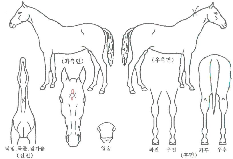 ÁÙ¶óÀÌÆÛ½ºÆ®ÀÇ Ãø¸é,¿ì¸é,µÞ¸é,µÎ»ó,´Ù¸®ÀÇ Æ¯Â¡µµÇØ