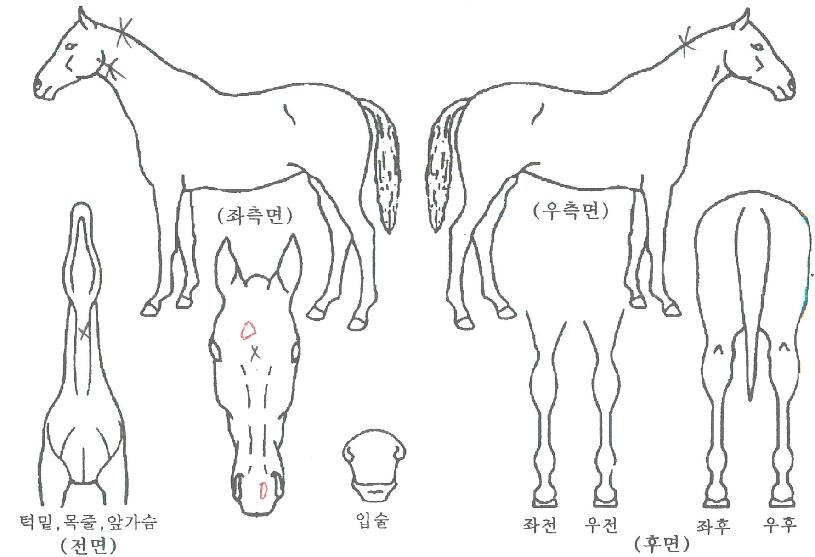 º¸½ºÄÚÀÇ Ãø¸é,¿ì¸é,µÞ¸é,µÎ»ó,´Ù¸®ÀÇ Æ¯Â¡µµÇØ