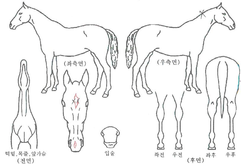 ¹Ì·¯Å¥·¯½º¸Þ´ÞÀÚ¸¶ÀÇ Ãø¸é,¿ì¸é,µÞ¸é,µÎ»ó,´Ù¸®ÀÇ Æ¯Â¡µµÇØ