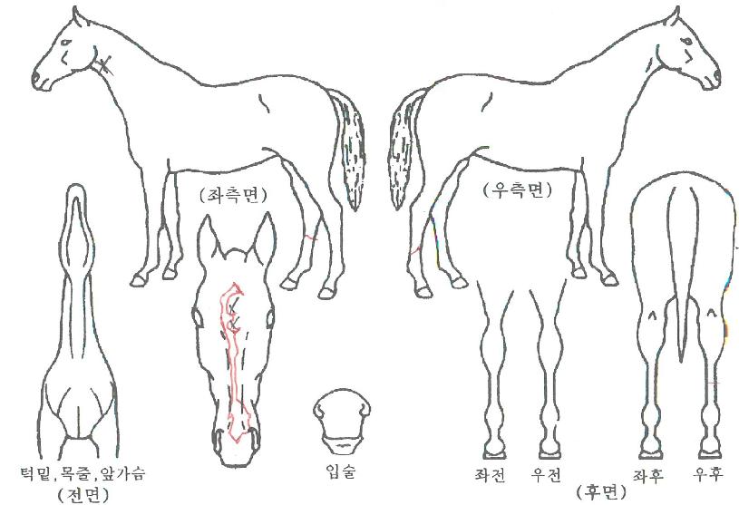 ťƼ¿»·ÎÀÇ Ãø¸é,¿ì¸é,µÞ¸é,µÎ»ó,´Ù¸®ÀÇ Æ¯Â¡µµÇØ