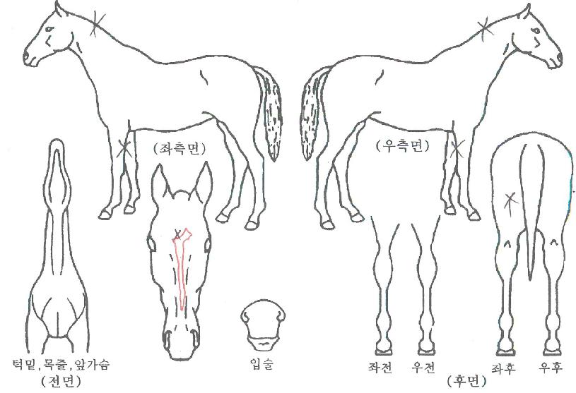 ±¤È¹®½Ã´ëÀÇ Ãø¸é,¿ì¸é,µÞ¸é,µÎ»ó,´Ù¸®ÀÇ Æ¯Â¡µµÇØ