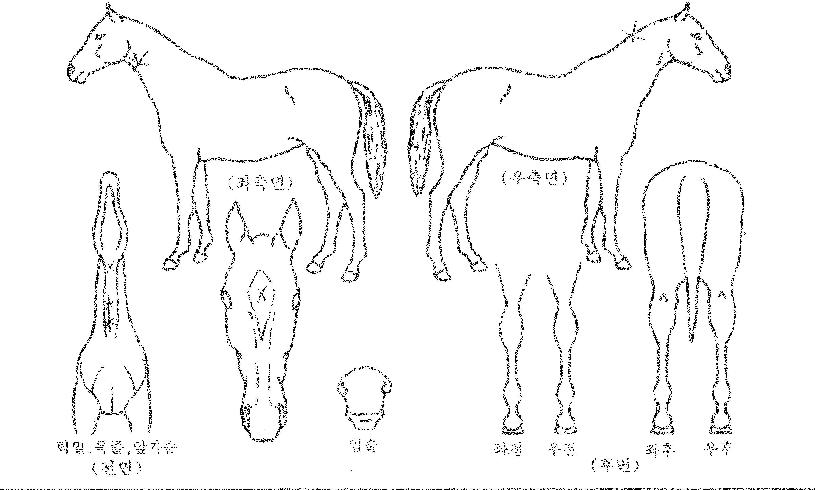 ´ÙÀ̳ª¹Í°íÀÇ Ãø¸é,¿ì¸é,µÞ¸é,µÎ»ó,´Ù¸®ÀÇ Æ¯Â¡µµÇØ