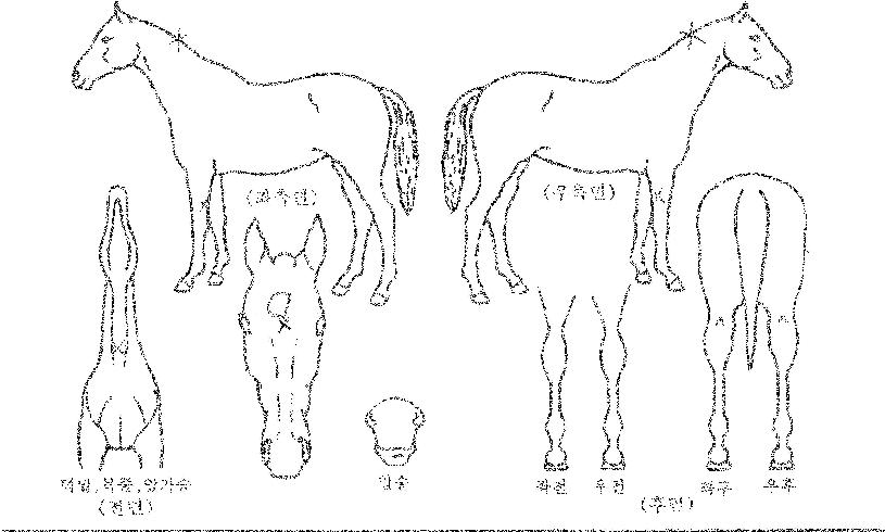 ³ªÀ̽ºÈÞ¸ÓÀÇ Ãø¸é,¿ì¸é,µÞ¸é,µÎ»ó,´Ù¸®ÀÇ Æ¯Â¡µµÇØ
