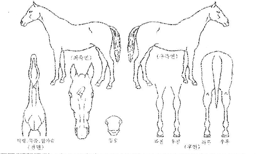 ĸƾ°¡ÀÌÀÇ Ãø¸é,¿ì¸é,µÞ¸é,µÎ»ó,´Ù¸®ÀÇ Æ¯Â¡µµÇØ