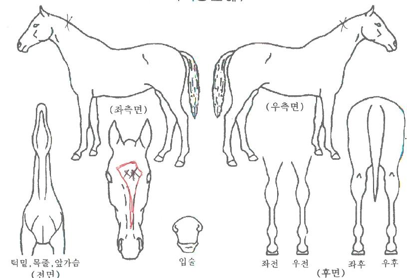 ���嵥���� ����,���,�޸�,�λ�,�ٸ��� Ư¡����