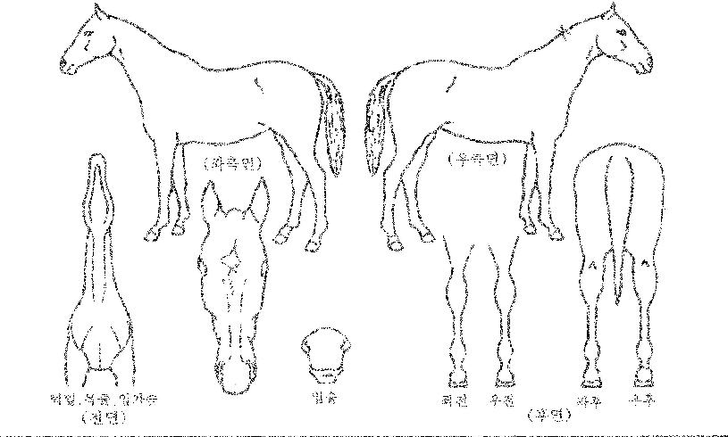 ���������� ����,���,�޸�,�λ�,�ٸ��� Ư¡����