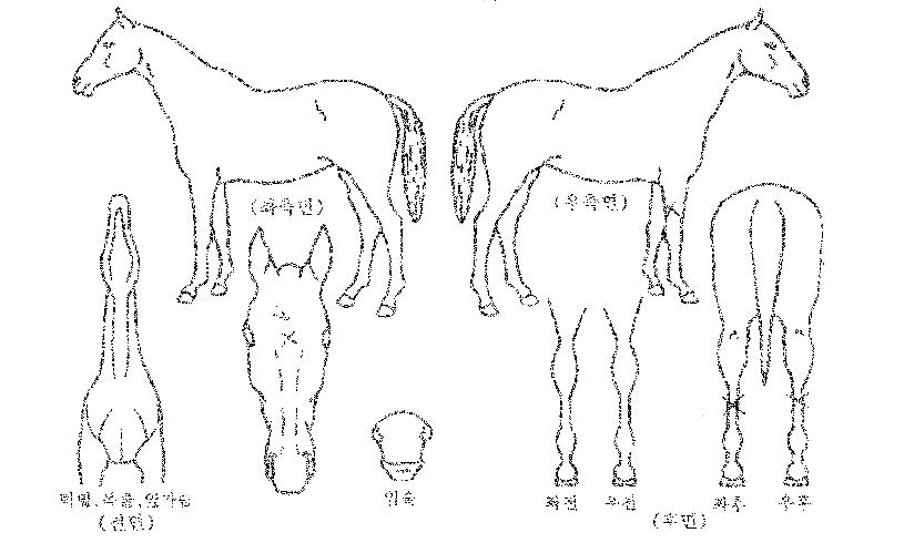¾Æ¸ð¸®½ºÀÇ Ãø¸é,¿ì¸é,µÞ¸é,µÎ»ó,´Ù¸®ÀÇ Æ¯Â¡µµÇØ