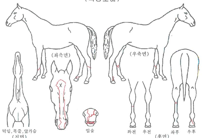 �����ֿ��� ����,���,�޸�,�λ�,�ٸ��� Ư¡����