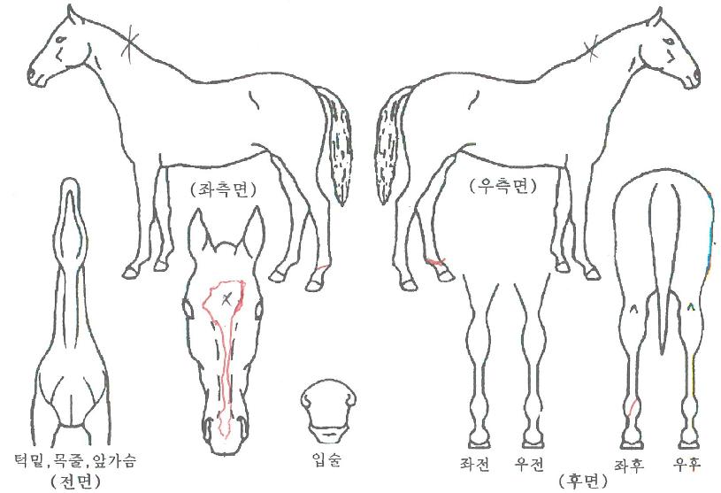 ��ٶ��� ����,���,�޸�,�λ�,�ٸ��� Ư¡����