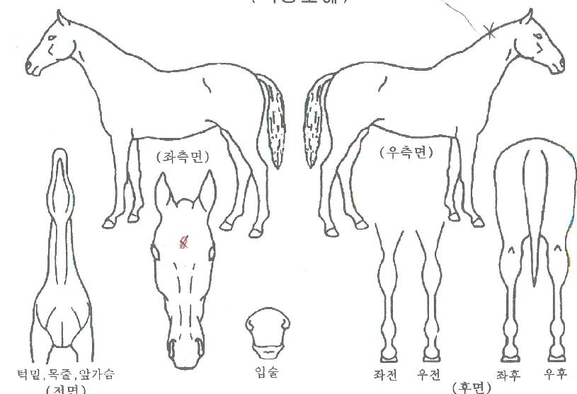 ¶ó¿Â½ÃƼ¾î½ºÀÇ Ãø¸é,¿ì¸é,µÞ¸é,µÎ»ó,´Ù¸®ÀÇ Æ¯Â¡µµÇØ