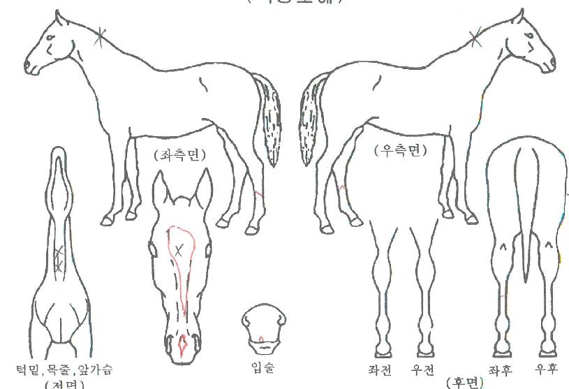 ¶ó¿Â¹Ì¶óŬÀÇ Ãø¸é,¿ì¸é,µÞ¸é,µÎ»ó,´Ù¸®ÀÇ Æ¯Â¡µµÇØ