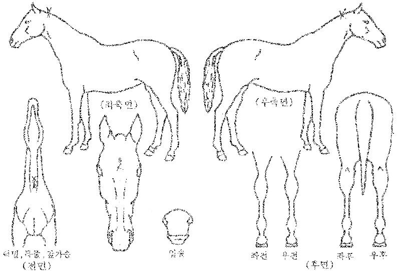 ¸®µå½ºÅ¸ÀÇ Ãø¸é,¿ì¸é,µÞ¸é,µÎ»ó,´Ù¸®ÀÇ Æ¯Â¡µµÇØ