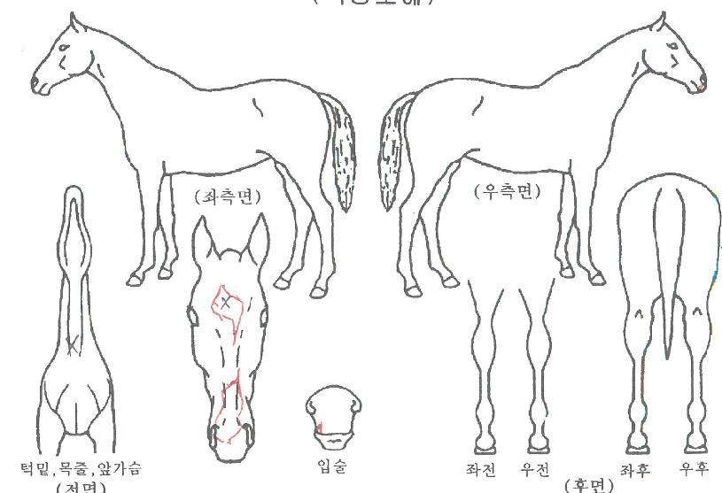 ¾ÆÀ̸®½ºÀÚ¸¶ÀÇ Ãø¸é,¿ì¸é,µÞ¸é,µÎ»ó,´Ù¸®ÀÇ Æ¯Â¡µµÇØ