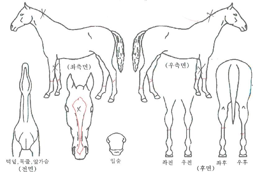 �ΰ溼Ʈ�� ����,���,�޸�,�λ�,�ٸ��� Ư¡����