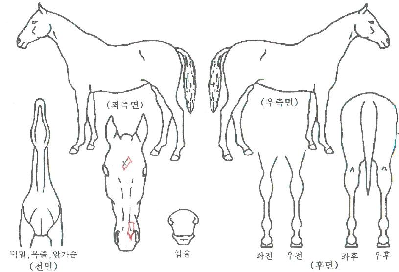 ���忡���������ڸ��� ����,���,�޸�,�λ�,�ٸ��� Ư¡����