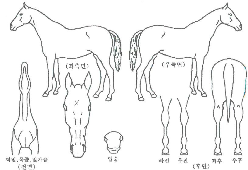 ÀÚ¿¬ÁÖÀÇÀÚ¸¶ÀÇ Ãø¸é,¿ì¸é,µÞ¸é,µÎ»ó,´Ù¸®ÀÇ Æ¯Â¡µµÇØ