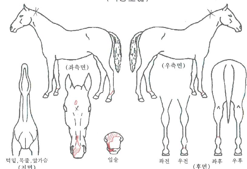 ��ٸ��������� ����,���,�޸�,�λ�,�ٸ��� Ư¡����